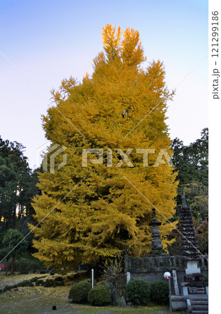 埼玉県東松山市 坂東三十三観音10番札所 正法寺 岩殿観音の大銀杏 埼玉県東松山市 坂東三十三観音10番札所 正法寺 岩殿観音の大銀杏 121299186