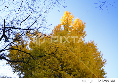 埼玉県東松山市 坂東三十三観音10番札所 正法寺 岩殿観音の大銀杏 121299188