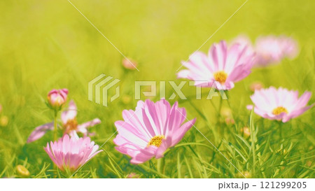 A vibrant field of pink daisies with soft yellow centers, set against a lush green background, bathed in warm sunlight. 121299205