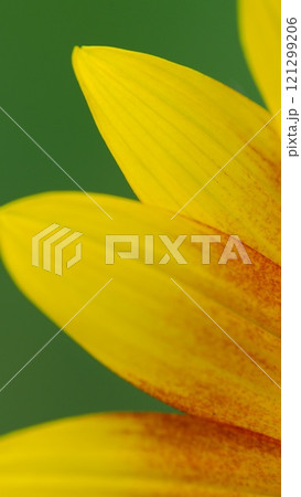 Close-Up of Vibrant Yellow Sunflower Petals with Green Background. Ideal for nature themes, floral designs, eco-friendly concepts, and wellness promotions. Close-Up of Vibrant Yellow Sunflower Petals with Green Background. Ideal for nature themes, floral designs, eco-friendly concepts, and wellness promotions. 121299206