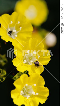 Close-Up of Bright Yellow Flowers with Delicate White Stamens and a Small Beetle. Perfect for nature photography, gardening themes, and floral designs. Close-Up of Bright Yellow Flowers with Delicate White Stamens and a Small Beetle. Perfect for nature photography, gardening themes, and floral designs. 121299212