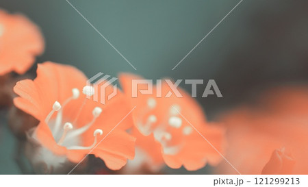 Close-up of soft orange flowers with delicate white stamens, set against a muted green background. The image has a dreamy, shallow depth-of-field effect. 121299213