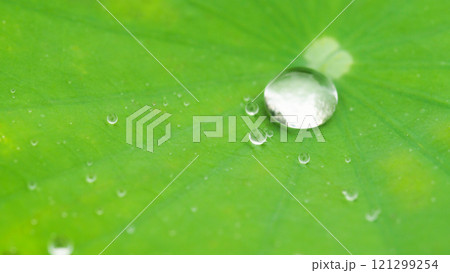 Close up of a water drop on a green lotus leaf, highlighting the intricate texture and veins. The droplet reflects light, adding a sense of freshness and tranquility. Close up of a water drop on a green lotus leaf, highlighting the intricate texture and veins. The droplet reflects light, adding a sense of freshness and tranquility. 121299254