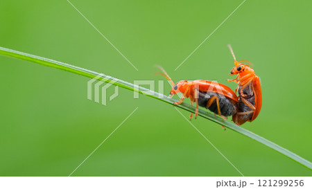 Two vibrant orange beetles perched on a single green blade of grass, captured in sharp detail against a smooth green background. Two vibrant orange beetles perched on a single green blade of grass, captured in sharp detail against a smooth green background. 121299256