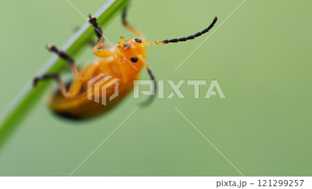 A close-up of an orange beetle clinging to a green stem, with detailed focus on its antennae and eyes, set against a soft green blurred background. 121299257