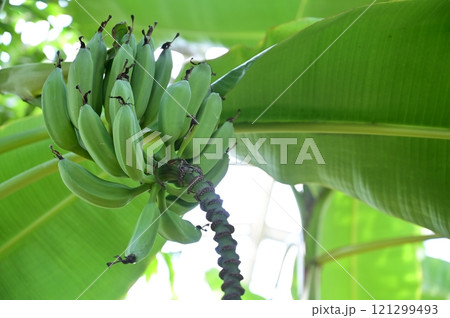 ホクショウバナナ　台湾バナナの主力品種 121299493