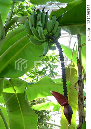 ホクショウバナナ　台湾バナナの主力品種 121299568