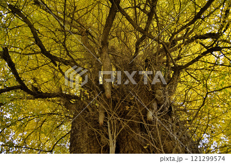 埼玉県東松山市 坂東三十三観音10番札所 正法寺 岩殿観音の大銀杏 埼玉県東松山市 坂東三十三観音10番札所 正法寺 岩殿観音の大銀杏 121299574