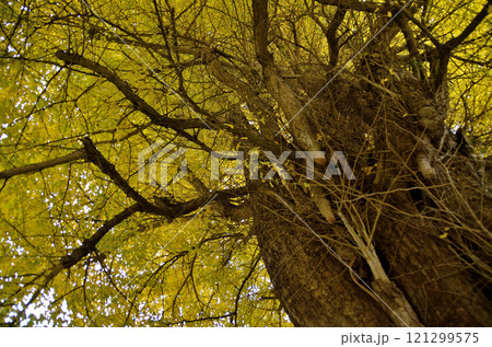 埼玉県東松山市 坂東三十三観音10番札所 正法寺 岩殿観音の大銀杏 121299575