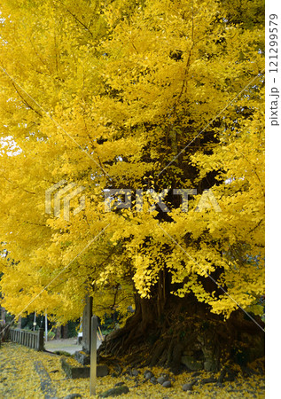 埼玉県東松山市 坂東三十三観音10番札所 正法寺 岩殿観音の大銀杏 埼玉県東松山市 坂東三十三観音10番札所 正法寺 岩殿観音の大銀杏 121299579
