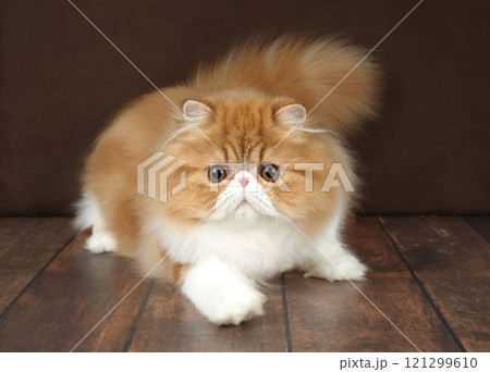 Portrait of a fluffy Persian cat on a dark background. Color: red and white. 121299610