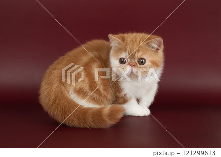 small beautiful red kitten exotic on a burgundy background in the studio. 121299613