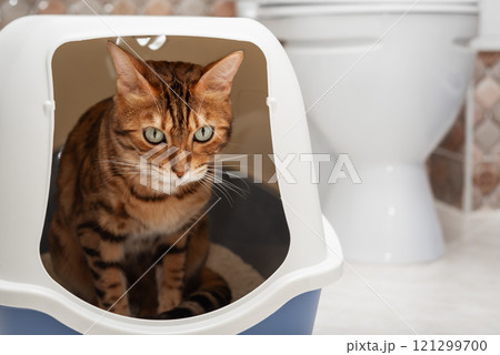 A domestic cat uses a litter box with a lid in the toilet room. A domestic cat uses a litter box with a lid in the toilet room. 121299700
