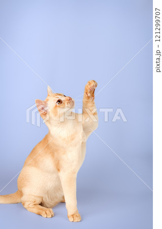 Adorable cream Burmese kitten full length. Adorable cream Burmese kitten full length. 121299707