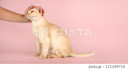 Owners hand petting Burmese cat. 121299719