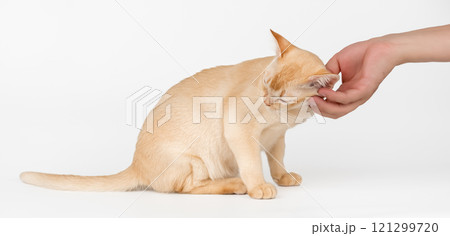 Owners hand petting Burmese cat. Owners hand petting Burmese cat. 121299720