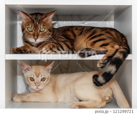 Two cats on white shelves. A Burmese cat and a Bengal cat are lying on a shelf in a closet. 121299721