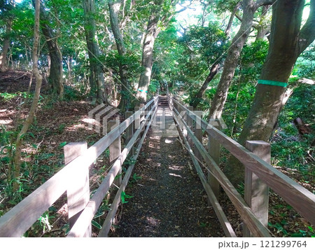大磯城山公園の歩道（神奈川県大磯町） 121299764