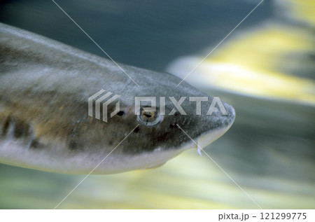ドチザメ ドチザメ 121299775