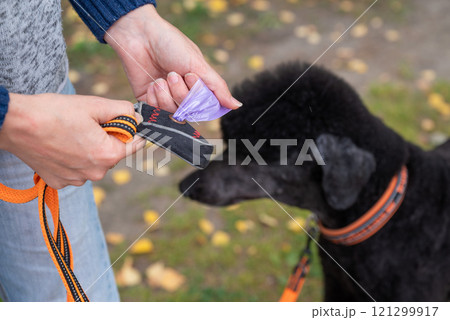 pet owner collects dog excrement and cleans up the mess, concept of cleanliness pet owner collects dog excrement and cleans up the mess, concept of cleanliness 121299917