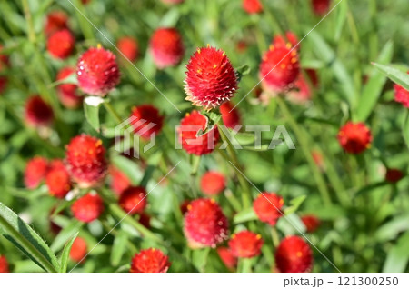 キバナセンニチコウ（ヒユ科）の多年草 121300250