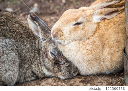 なかよしうさぎ | 大久野島（うさぎ島） 121300338