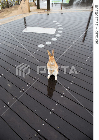 ぽつんとうさぎ | うさぎ島(大久野島) ぽつんとうさぎ | うさぎ島(大久野島) 121300339