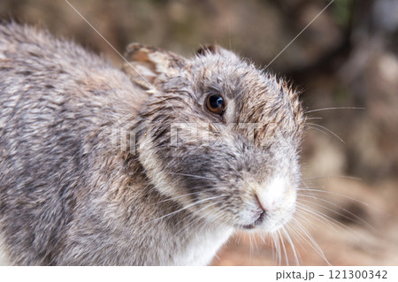 うさぎがひょっこり | 大久野島（うさぎ島） 121300342