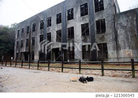 発電所跡にいたうさぎたち | うさぎ島(大久野島) 発電所跡にいたうさぎたち | うさぎ島(大久野島) 121300345