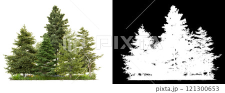 pine and chrismast tree group and small forest pine and chrismast tree group and small forest 121300653
