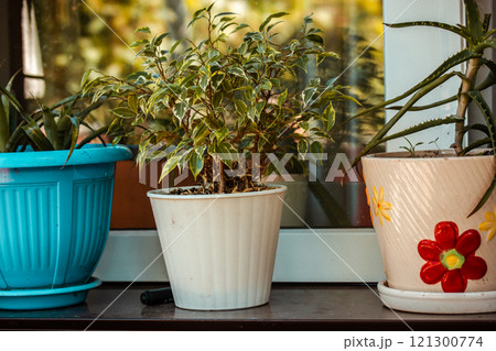 Flowers in different pots growing on a windowsill on a sunny day. Home garden. Cultivation and care of plants. Miniature potted ficus and aloe plant. 121300774