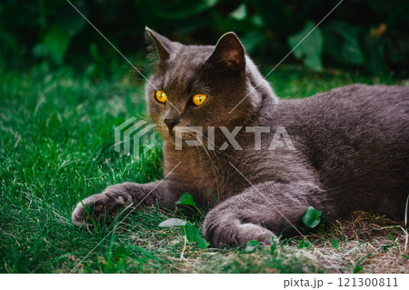 Beautiful British shorthair cat with yellow eyes is lying calmly on green grass. Domestic cat on garden backyard. Feline animal relaxing on a street.  121300811