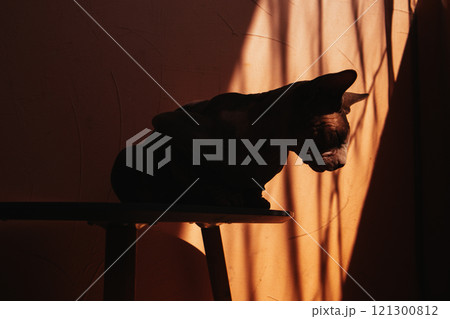Silhouette of a Canadian Sphynx breed cat with big ears on orange shade background sitting in a shade. Aesthetic wallpaper with feline pet. Copy space Silhouette of a Canadian Sphynx breed cat with big ears on orange shade background sitting in a shade. Aesthetic wallpaper with feline pet. Copy space 121300812