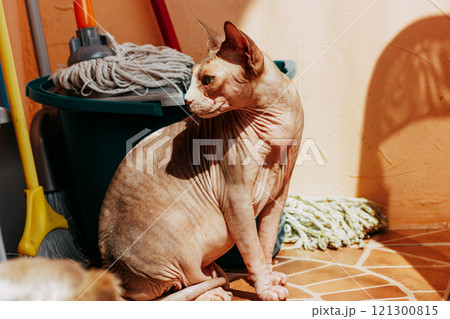 Bald cat breed Canadian sphynx, sphinx warming in sunshine sitting on the floor on the balcony. A bucket with a mop and a broom to clean the house. Bald cat breed Canadian sphynx, sphinx warming in sunshine sitting on the floor on the balcony. A bucket with a mop and a broom to clean the house. 121300815