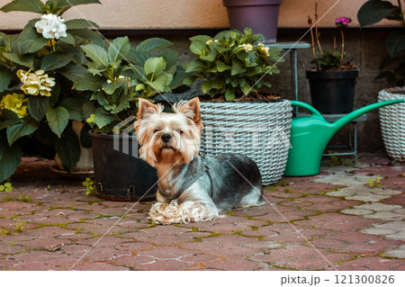 Small shaggy Yorkshire terrier dog sits among hydrangea blossoms in backyard of home formal garden in summer. Potted hydrangeas flowers. Watering Can. Small shaggy Yorkshire terrier dog sits among hydrangea blossoms in backyard of home formal garden in summer. Potted hydrangeas flowers. Watering Can. 121300826
