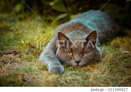 Beautiful British shorthair cat with yellow eyes is lying calmly on green grass. Domestic cat on garden backyard. Feline animal relaxing on nature. 121300827
