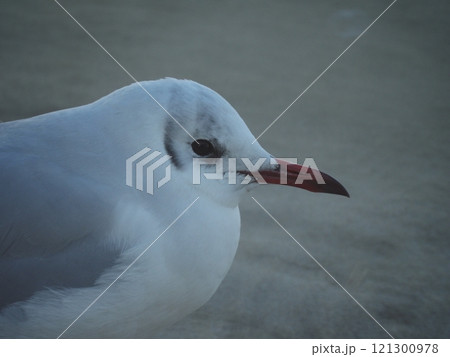 鴎の横顔 121300978