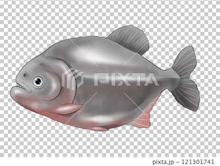 食人魚全身圖 121301741