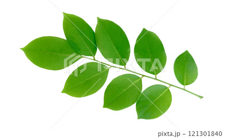 Cut out Pterocarpus Macrocarpus or Burma padauk leaves with clipping paths on white background 121301840