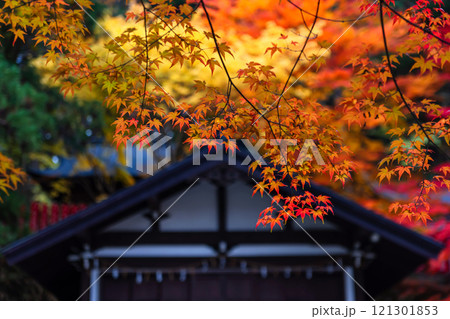 241114日枝神社z001 121301853