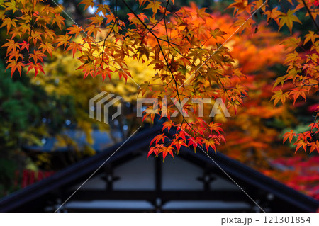 241114日枝神社z002 121301854