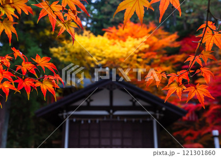 241114日枝神社z022 121301860