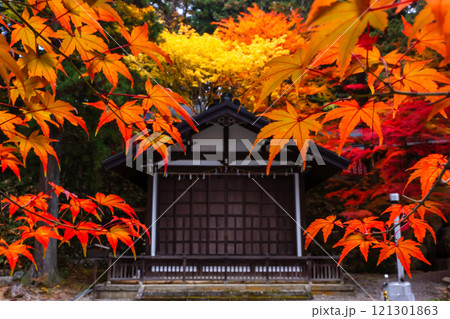 241114日枝神社z039 121301863