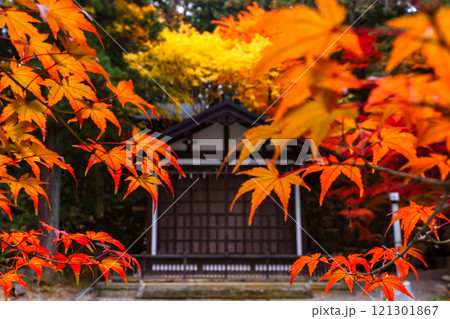 241114日枝神社z056 121301867
