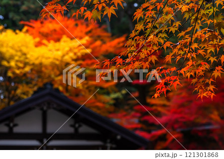 241114日枝神社z060 121301868