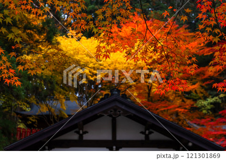 241114日枝神社z064 121301869