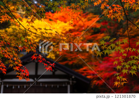 241114日枝神社z066 121301870