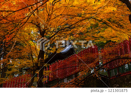 241114日枝神社z080 241114日枝神社z080 121301875