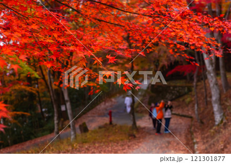 241114日枝神社z087 241114日枝神社z087 121301877