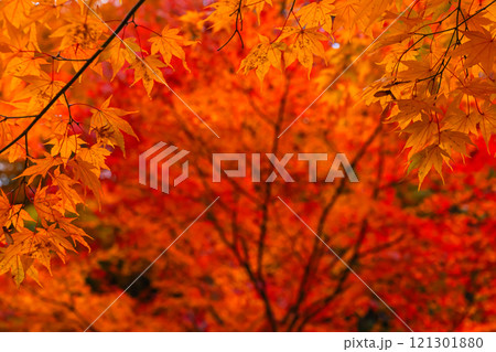 241114日枝神社z098 121301880